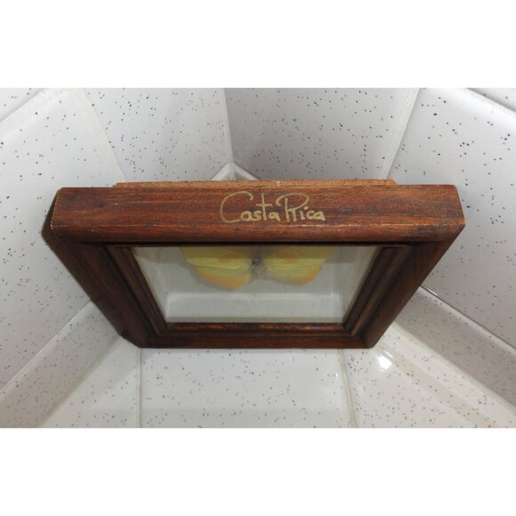 Vintage Wood Framed Orange Sulphur Butterfly oddity curiosity insect bug - Picture 11 of 13